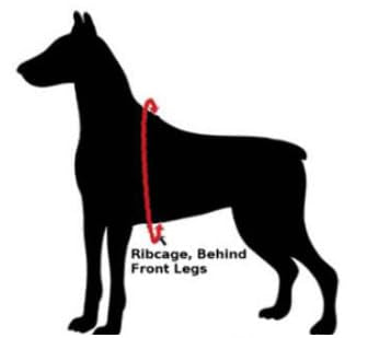 ChokeFree Velpro Mesh Pet Shoulder Harness Collar (Coral, 18'')