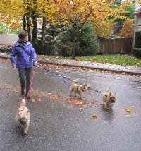 3-Way Dog Leash Handle, 3 Lead Holder for Walking Multiple Dogs. Undo Leash tangles in Seconds While Walking.