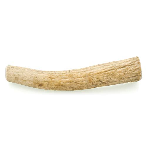 Barkworthies Medium Whole Elk Antler - 1 Count (Pack Of 1) - Naturally Shed, Long-Lasting, Odor-Free, No Chemical Treatments