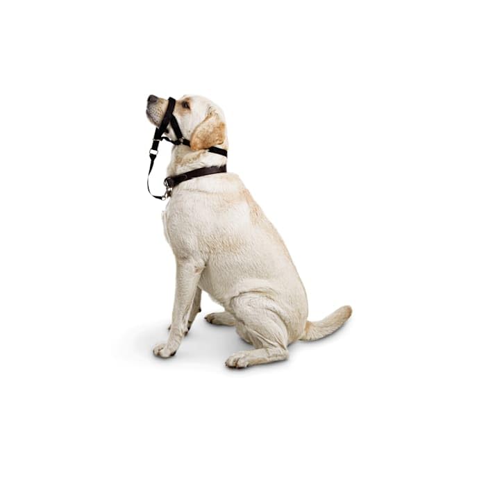 Everyyay Head Of The Class Head Halter For Dogs, Medium