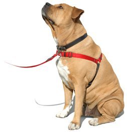 Sense-Ation No-Pull Dog Harness - 3/4' Wide Medium/Large
