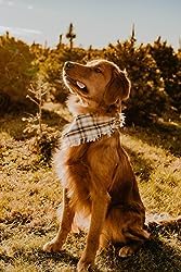 Fall Dog Bandana - Set Of 2 Washable Reversible Square Plaid Pet Kerchief Scarf For Halloween