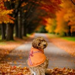 Dog T-Shirt Tee Clothes Vest Lightweight Stretchy Soft Cool Breathable Puppy (Mulit, Medium)