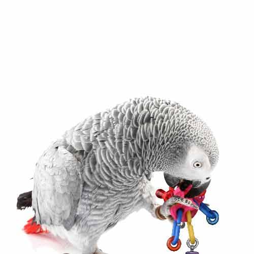 Super Bird Creations Sb591 Ufo Bird Foot Toy, Medium Bird Size, 5' X 2'