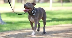 Cesar Millan Pack Leader Collar™ - Training Collar Of The Dog Whisperer (Small, Blue)