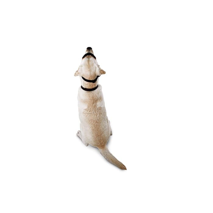 Everyyay Head Of The Class Head Halter For Dogs, Medium