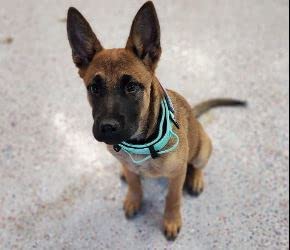 Tactical Dog Collar With Handle - 2 Inch Wide Dog Collars For Large Dogs Reflective Heavy Duty Dog Collar Metal Buckle Name Plat