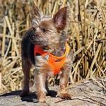 American River Ultra Choke-Free Mesh Dog Harness by Doggie Design - Hunter Orange