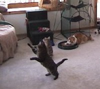 Coolcybercats Da Bird Pull Apart Value Pack (1 Pull Apart Da Bird Pole Cat Toy & 2 Extra Guinea Feather Refills)