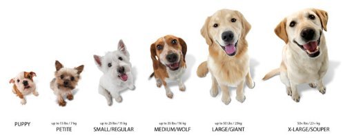 Nylabone (3 Pack) Dura Chew Bacon Flavored Bone - Size Regular