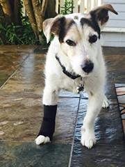 Carpal Wrist Wrap (xsmall 1.5-2)