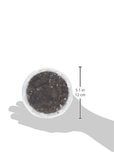 Ourpets Kitty Cat Growable Grass Kit