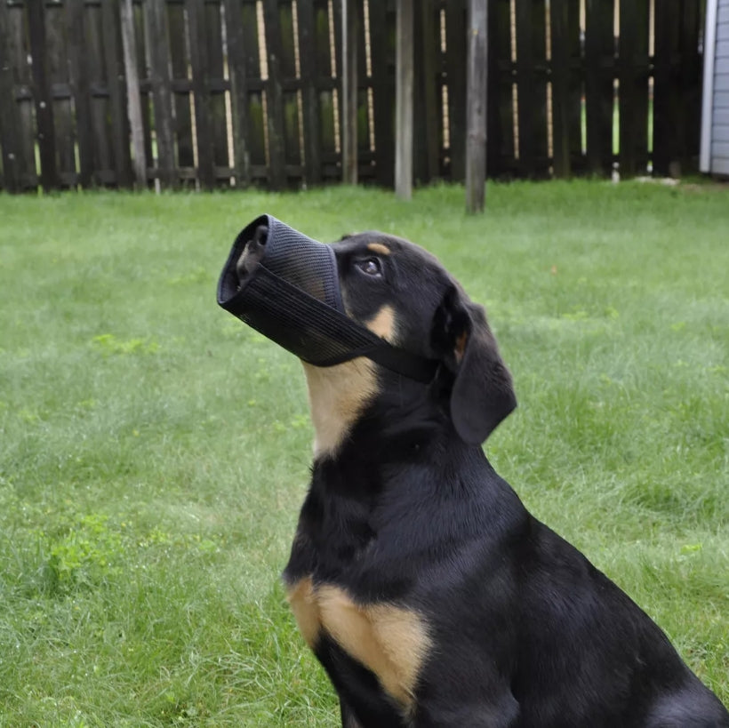 Coastal Pet Best Fit Adjustable Mesh Dog Muzzle - Soft Muzzle For Dogs With Open Front Design - Dog Muzzle For Grooming - Gentle, Durable Mesh Dog Muzzle For Temporary Muzzling - Black, 3'