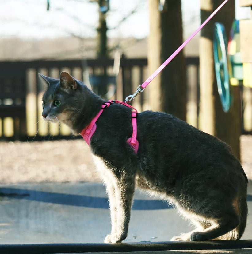 Coastal Pet Comfort Soft Adjustable Cat Harness Black