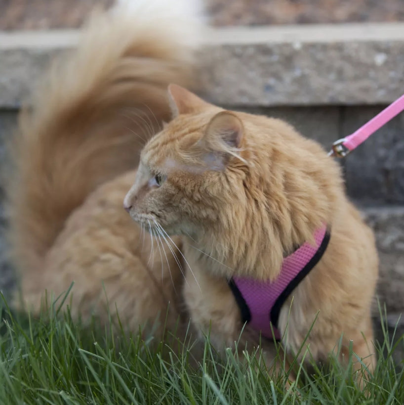 Coastal Pet Comfort Soft Cat Harness With Leash Red