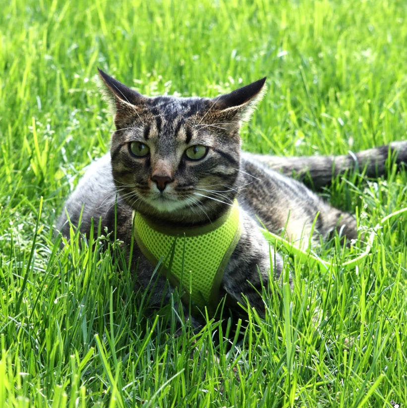 Coastal Pet Comfort Soft Cat Harness With Leash Red