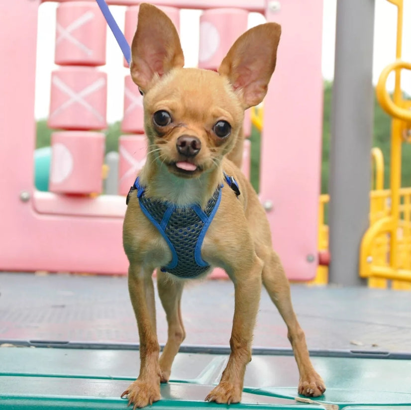 Coastal Pet Comfort Soft Sport Wrap Adjustable Dog Harness Blue