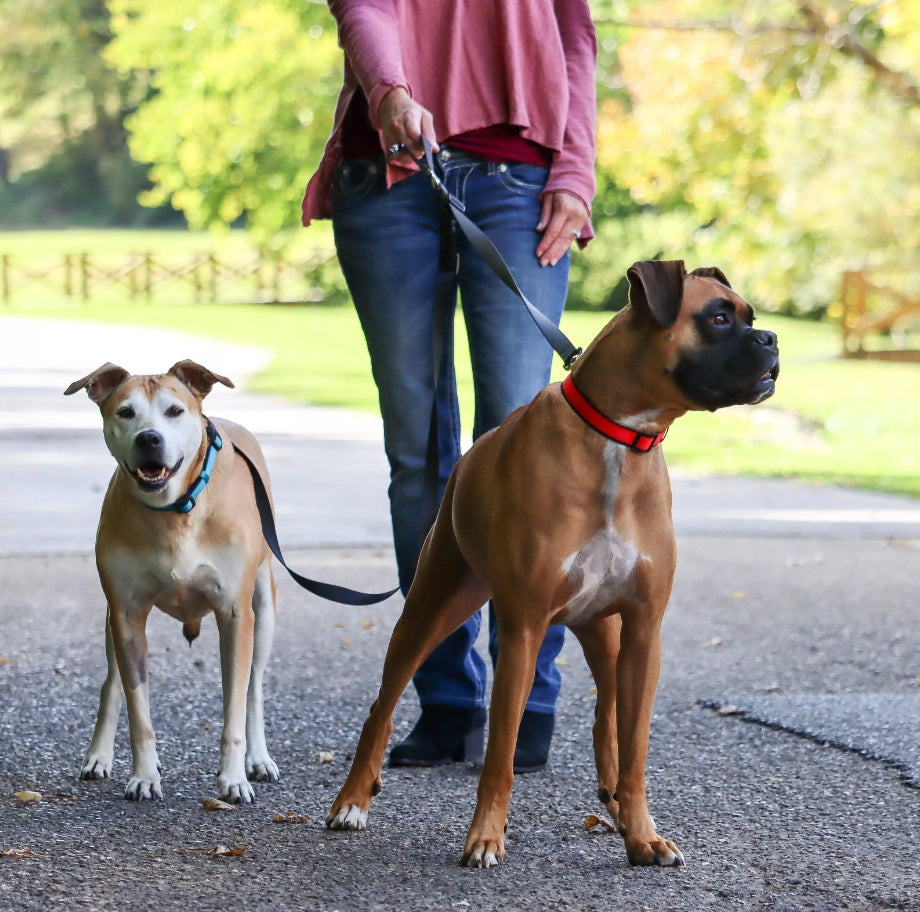 Coastal - 2 Dog Walker Tangle-Free Adjustable Leash, Black, 5/8' X 04'