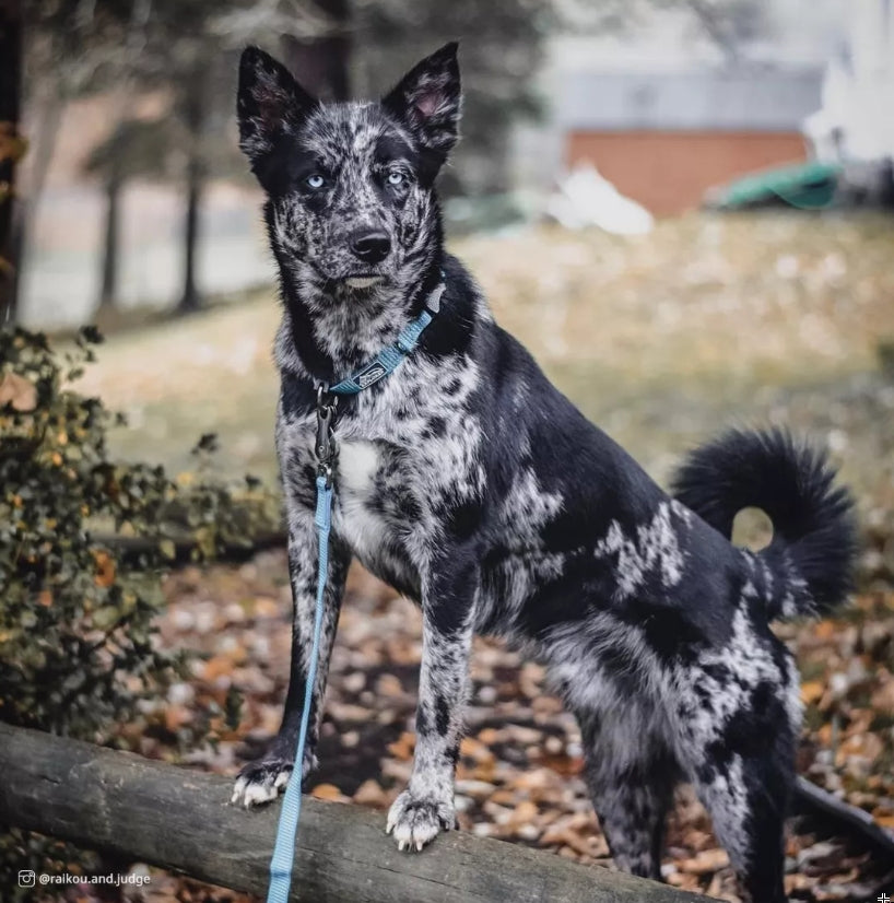Coastal Pet K9 Explorer Brights Reflective Adjustable Dog Collar Mountain