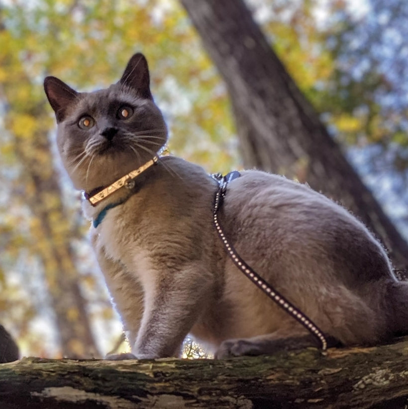Coastal Pet Lazer Brite Reflective Adjustable Breakaway Cat Collar Blue Fish Bones