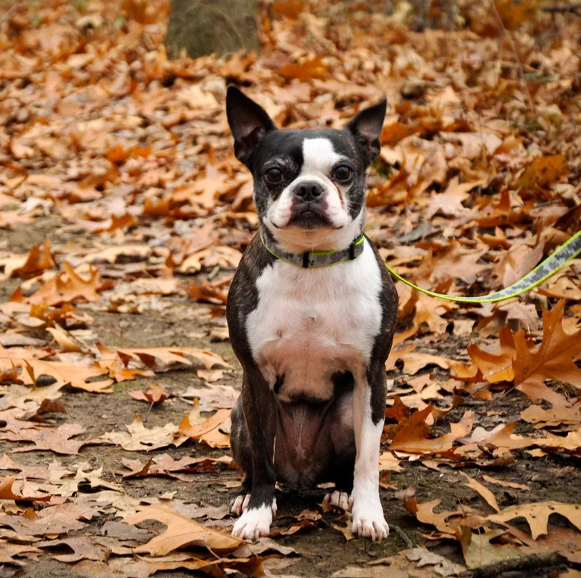 Coastal Pet Lazer Brite Reflective Adjustable Dog Collar Orange Dog House