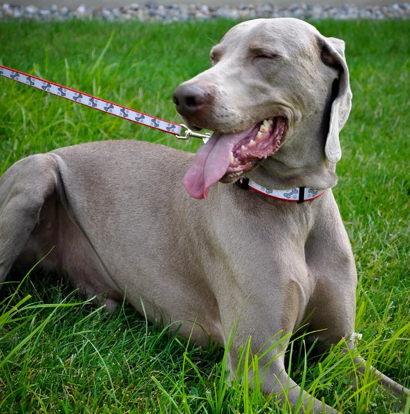 Coastal Pet Lazer Brite Reflective Adjustable Dog Collar Orange Dog House