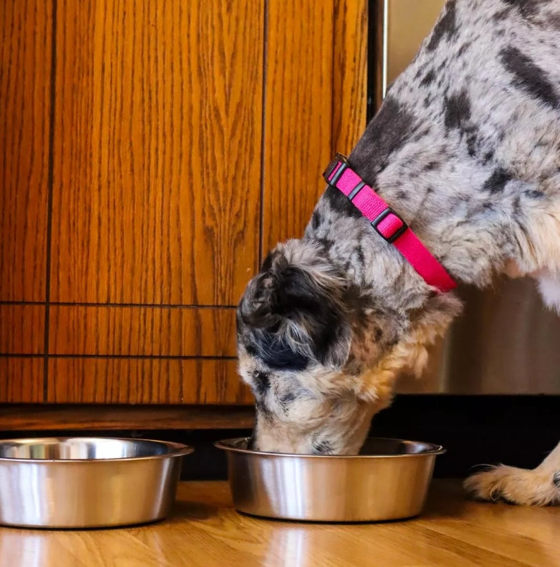 Coastal Pet Maslow Non-Skid Heavy Duty Stainless Steel Dog Bowl