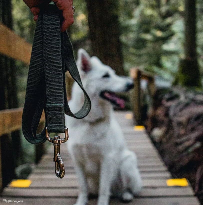 Coastal Pet New Earth Soy Dog Lead Indigo