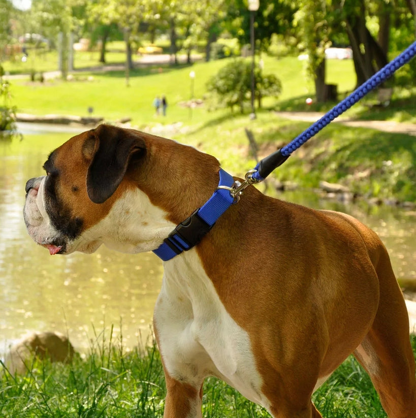 Coastal Pet Nylon Dog Collar Neon Pink