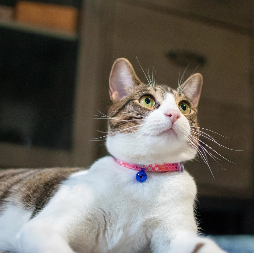 Coastal Pet Safe Cat Adjustable Breakaway Collar Zebra