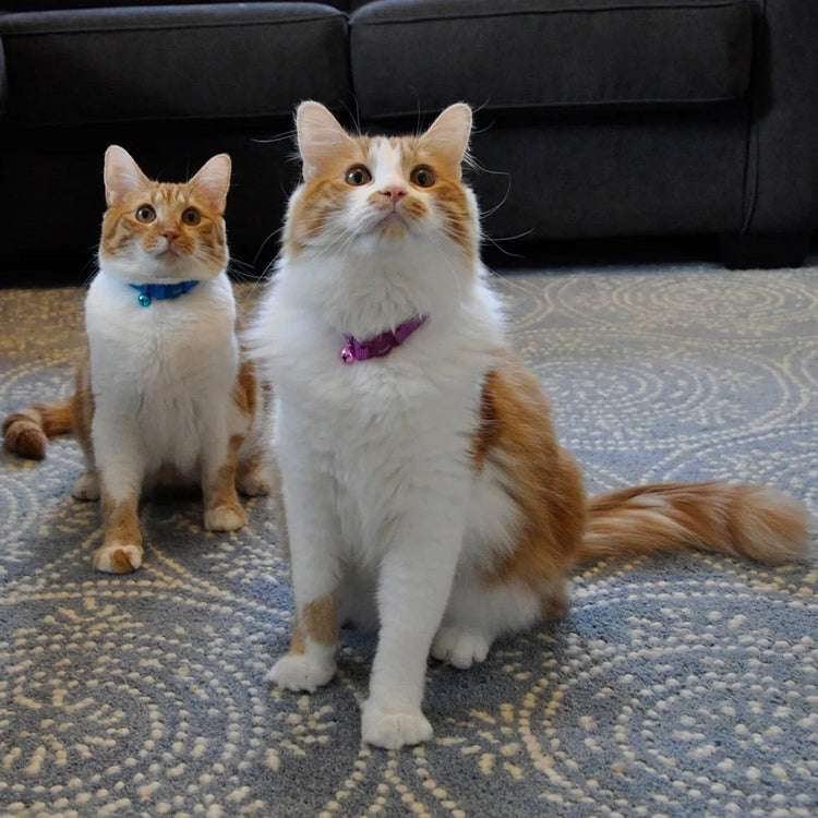 Coastal Pet Safe Cat Adjustable Snag-Proof Breakaway Collar Paradise Purple