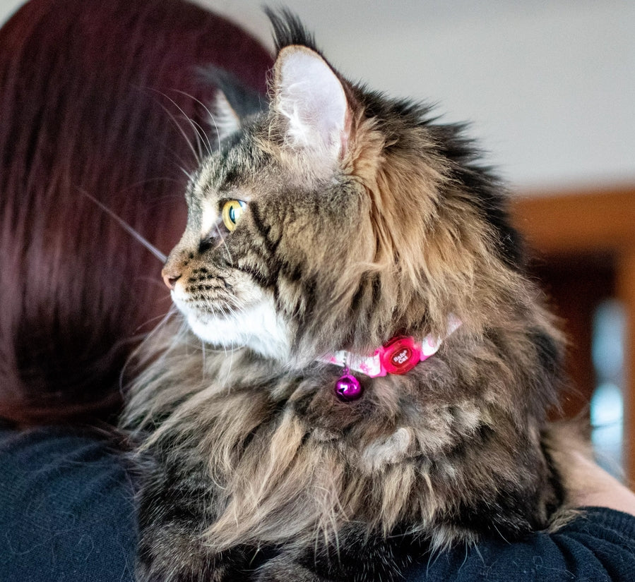 Coastal Pet - Safe Cat Glow In The Dark Adjustable Breakaway Collar - Glowing Pink Queen - 3/8' X 8'-12'