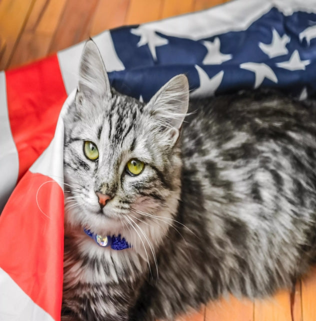 Coastal Pet Safe Cat Jeweled Buckle Adjustable Breakaway Collar Pink Glitter