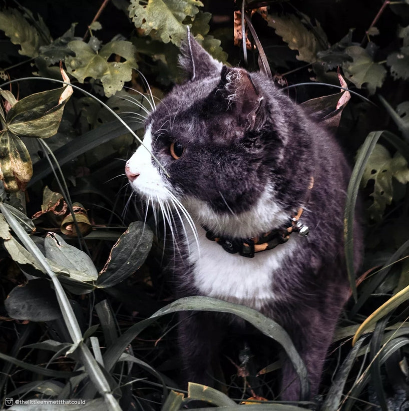 Coastal Pet Safe Cat Round Fashion Collar Purple Floral