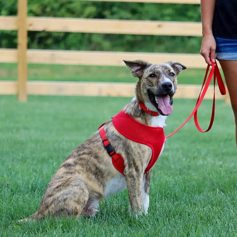 Coastal Pet Single-Ply Dog Leash - Sturdy Pet Leash - Comfortable & Stylish - Resists Fraying - Vibrant & Fade-Resistant Color - Pink Bright, 3/4' X 6'