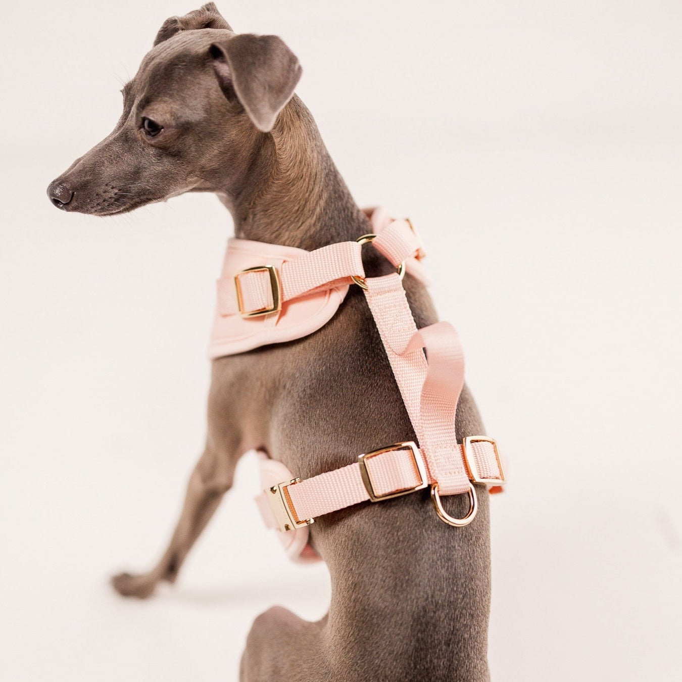 The Ultimate Walk Set - Rose