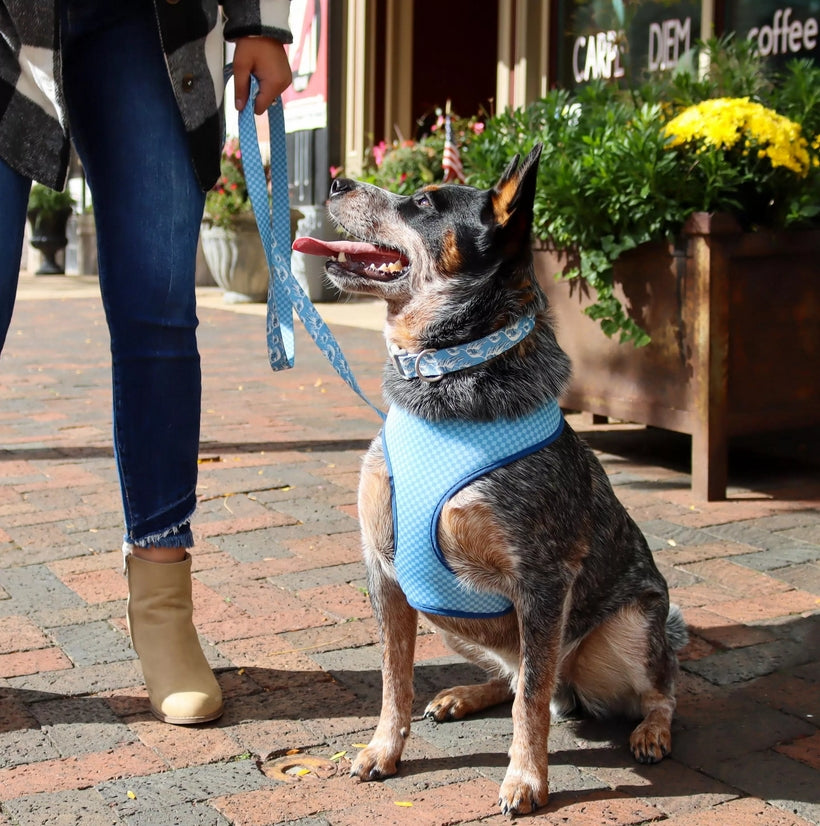 Coastal Pet Sublime Adjustable Dog Collar - Adjustable Plastic Buckle - Vibrant & Colorful Dog Collar With Fade-Resistant Patterns - Blue Waves With Blue Checkers, Medium - 1' X 12'-18'