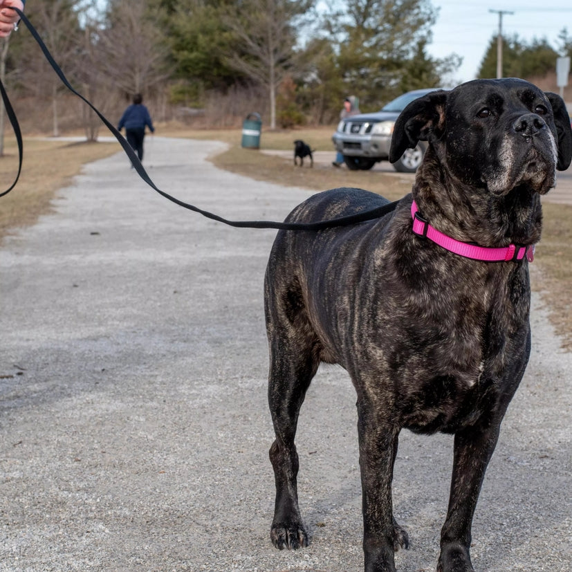 Coastal Pet Train Right Cotton Web Dog Training Leash - 100% Cotton Dog Leash For Training - Durable Dog Walking Leash - Leash For Puppies & Dogs - Quality Dog Supplies - Black, 5/8' X 30'