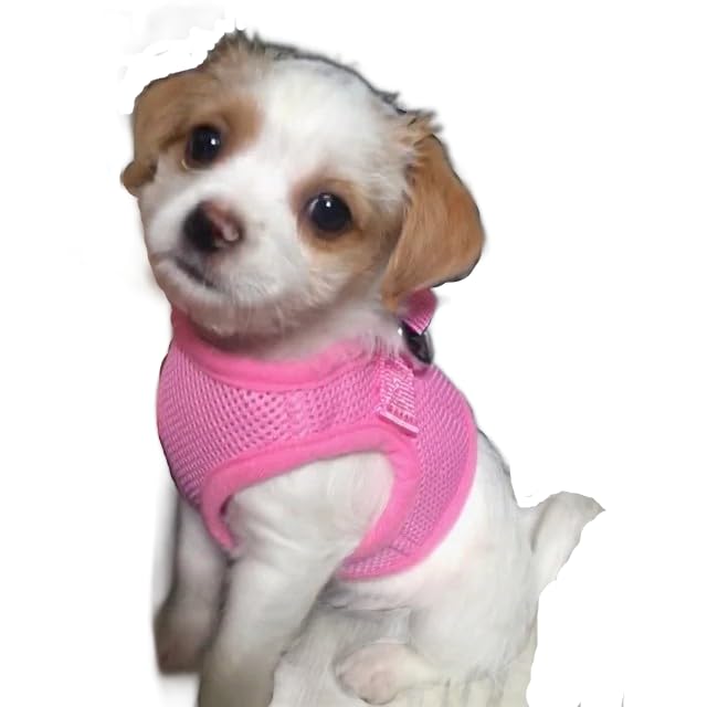 Snazzi Pet Teacup Dog Harness - Xxs Dog Harness - Soft Mesh Step In Dog Harness No Pull - Adjustable Dog Harness - Dog Harness Small Size Dog 2-25 Lbs Mini, Toy Yorkie (Pink, Sm 12.5'-13.5' 5-6.5 Lb)