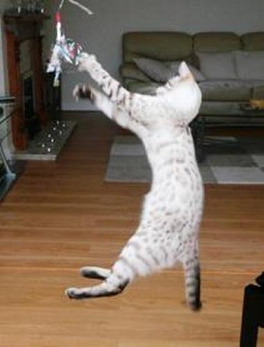 Gocat Da Bird Cat Toy Refill Accessories, Handmade In The Usa, Sparkler