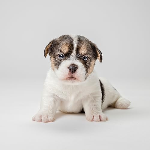 Pet-Ag Fresh ’N Clean Oatmeal ’N Baking Soda Shampoo - Tropical Fresh Scent - 18 Oz - Nurtures Dry, Itchy & Sensitive Skin With Vitamin E & Aloe - Strengthens & Repairs Coats - Soap Free