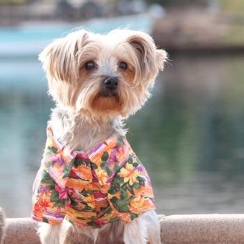 Doggie Design Hawaiian Camp Shirts (Xxs, Sunset Hibiscus)