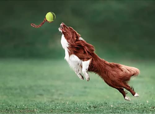 Petsport Giant Fling Thing Dog Toy, 4-Inch