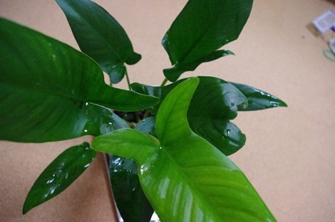 Potted Anubias Plants | Live Freshwater Aquatic Plants For Aquariums And Terrariums - Low Light, Low Maintenance Plants. (Potted Anubias Hastifolia)