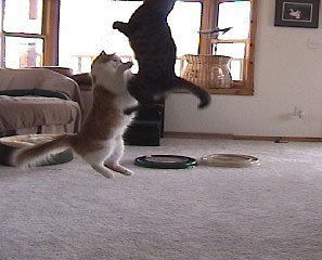 Coolcybercats Da Bird Pull Apart Value Pack (1 Pull Apart Da Bird Pole Cat Toy & 2 Extra Guinea Feather Refills)