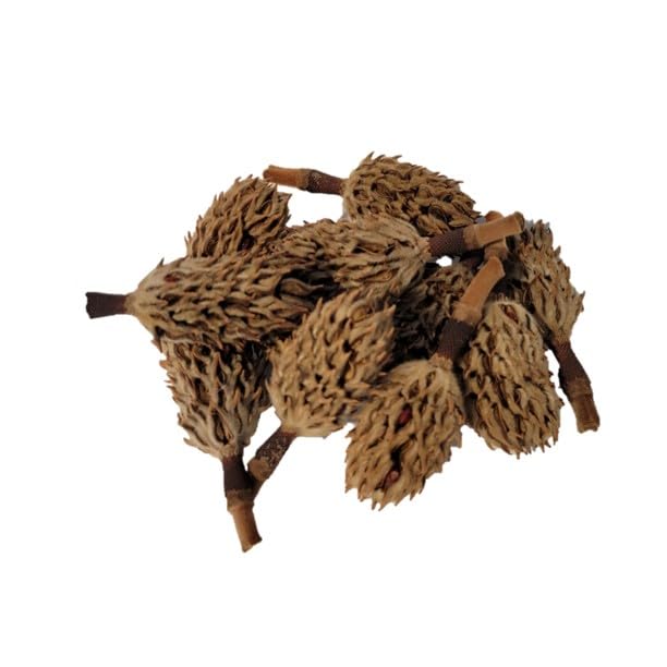 Magnolia Seed Pods, 12 Pack For Bioactive Enclosures, Terrariums, Aquariums, Reptiles, Amphibians, Isopods