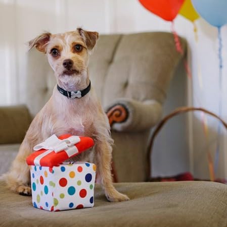P.L.A.Y. Cute Plush Dog Toys - Birthday Party Celebration Themed Durable Squeaker Chew Toy, Great For Puppies & Small, Medium, L