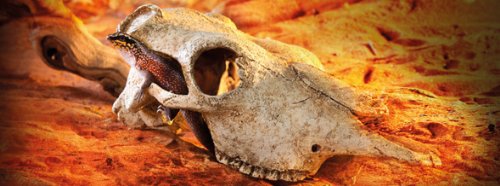 Exo Terra Terrarium Decor Buffalo Skull