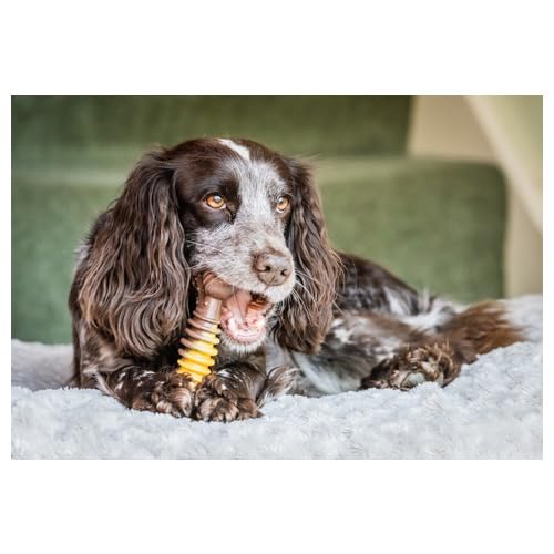 (3 Pack) Nylabone Flavor Frenzy Dura Chew Cheesesteak Flavored Bone Dog Chew Toy - Size Souper/Xl