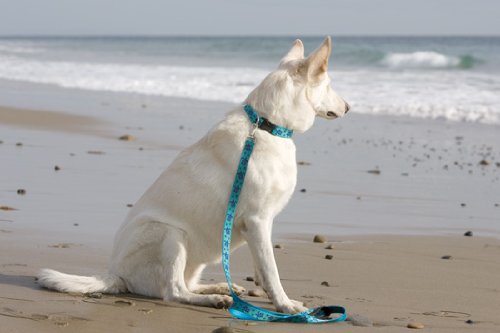 Lupinepet Originals 1'' Turtle Reef 16-28'' Adjustable Collar For Large Dogs